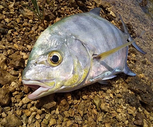 オニヒラアジの釣果