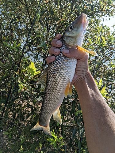 ニゴイの釣果