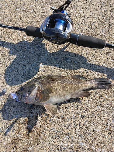 クロソイの釣果