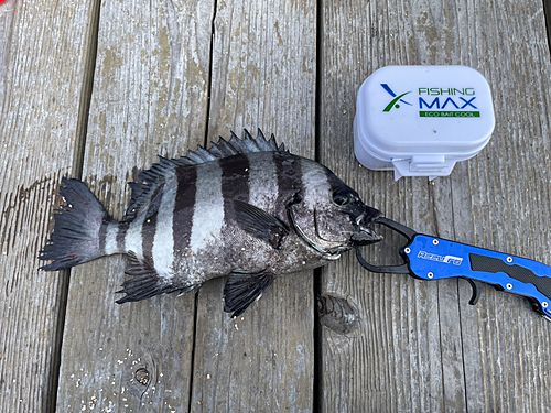 イシダイの釣果