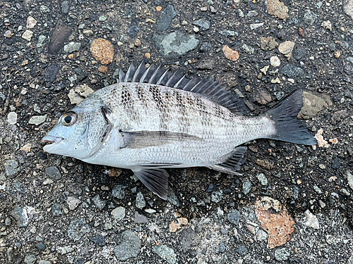 クロダイの釣果