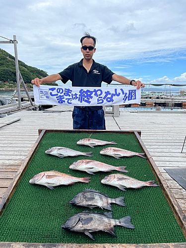 マダイの釣果