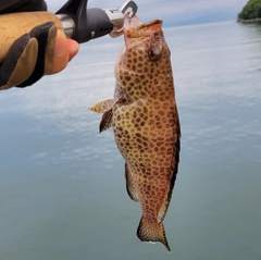 オオモンハタの釣果