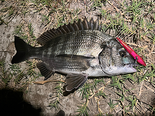 クロダイの釣果