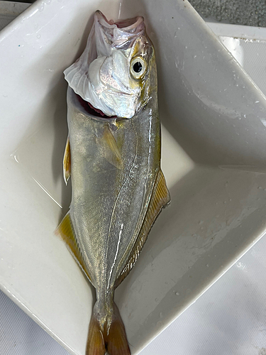 ショゴの釣果