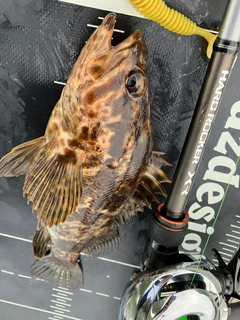 タケノコメバルの釣果