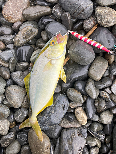 ショゴの釣果