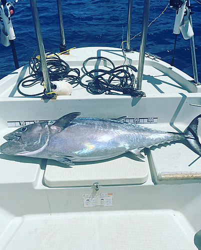 イソマグロの釣果