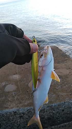 ショゴの釣果