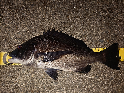 クロダイの釣果