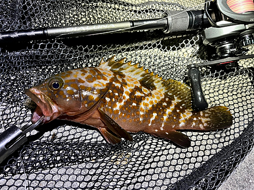 アコウの釣果