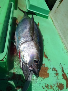 キハダマグロの釣果