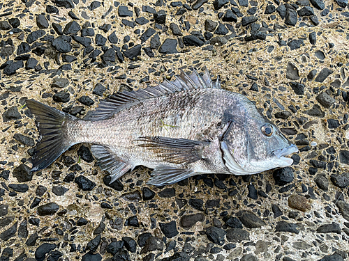 チヌの釣果