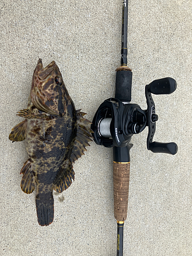 タケノコメバルの釣果