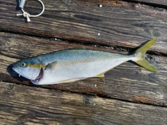 ヒラマサの釣果