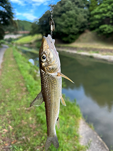 ニゴイの釣果