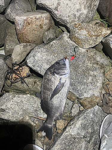 クロダイの釣果