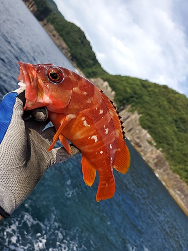 アカハタの釣果