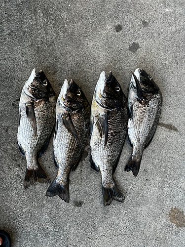 クロダイの釣果