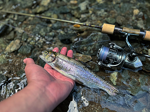 ニジマスの釣果