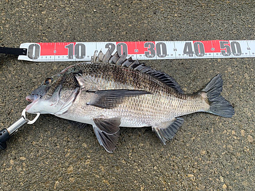 クロダイの釣果