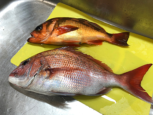 マダイの釣果