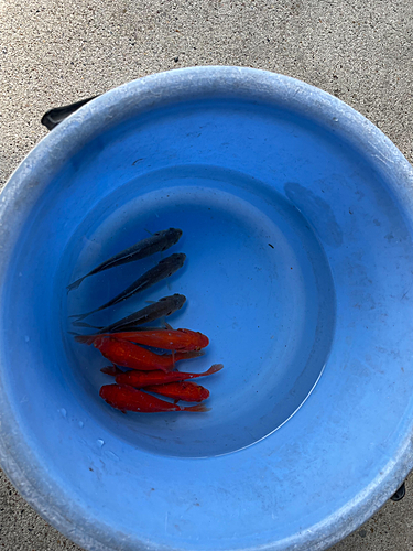 キンギョの釣果