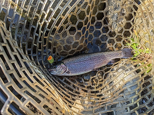 ニジマスの釣果