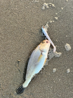 イシモチの釣果