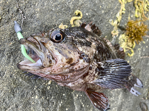 ムラソイの釣果