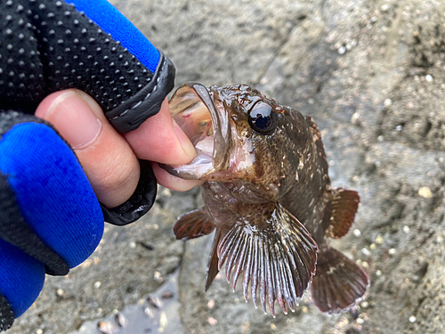 ムラソイの釣果