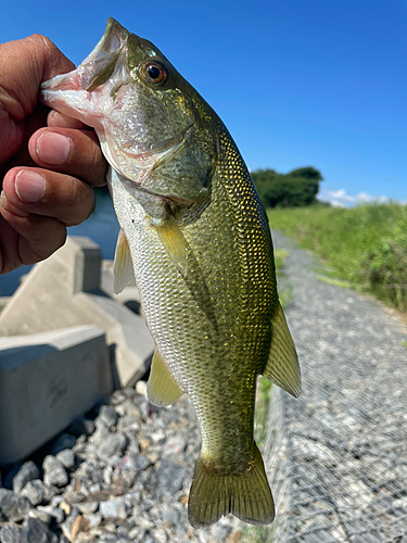 ラージマウスバスの釣果