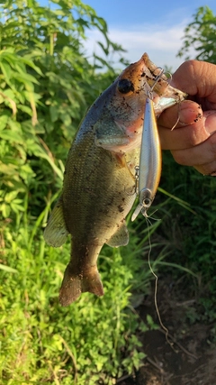 ラージマウスバスの釣果