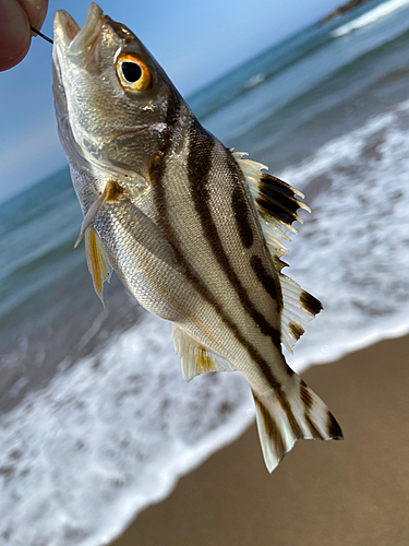 釣果