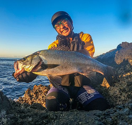 ヒラスズキの釣果