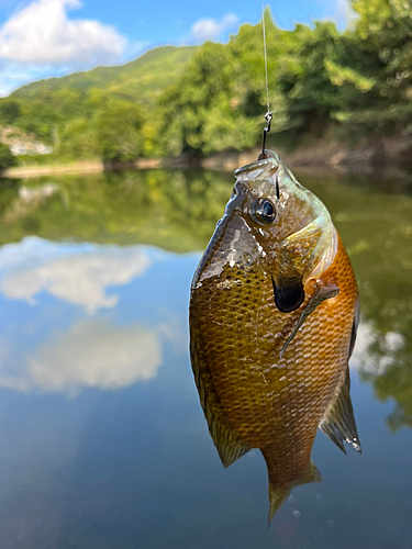 ブルーギルの釣果