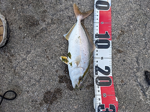 ショゴの釣果