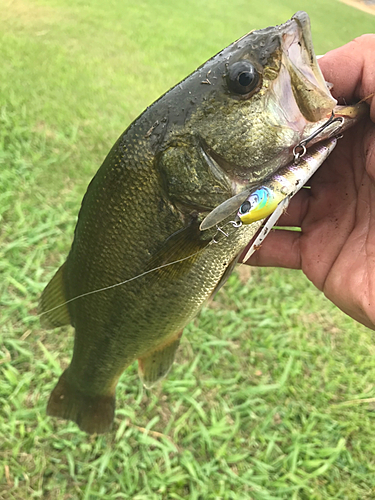 ラージマウスバスの釣果