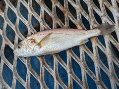 イシモチの釣果