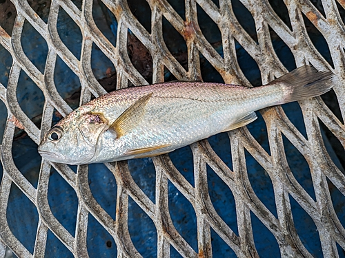 イシモチの釣果