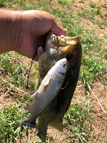 ブラックバスの釣果