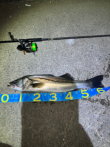 シーバスの釣果