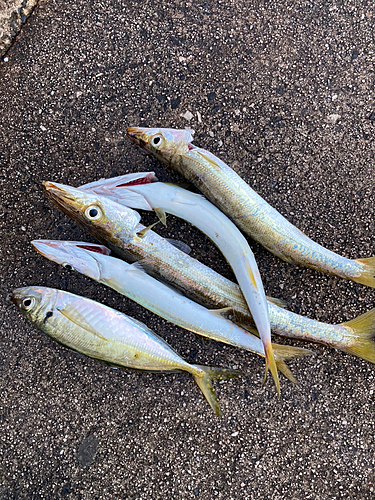 カマスの釣果