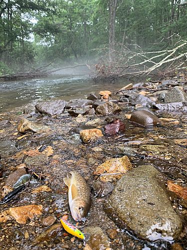アメマスの釣果