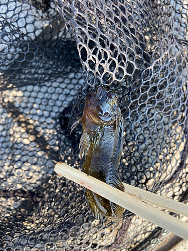 イソギンポの釣果