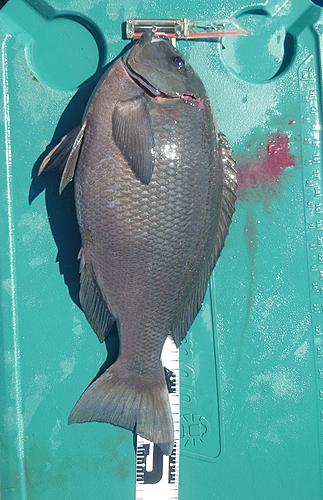 クチブトグレの釣果