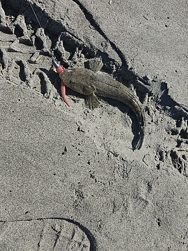 マゴチの釣果