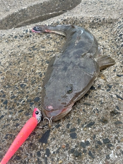 マゴチの釣果