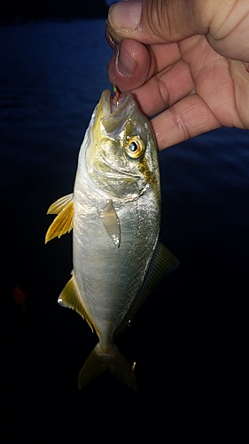 ショッコの釣果