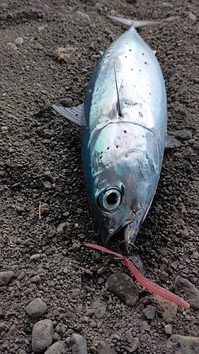 マルソウダの釣果